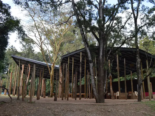 The pavilion's roof resting on a forest of timber poles